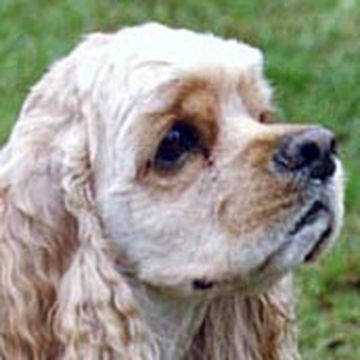 Spaniel (Cocker)