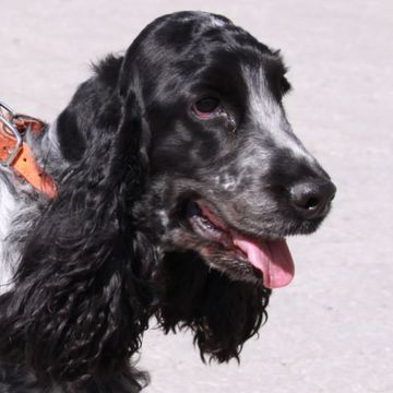 Spaniel (English Cocker)