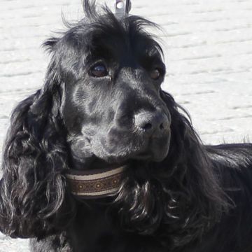 Spaniel (English Springer)