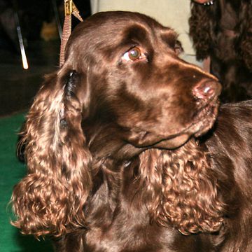 Spaniel (Field)