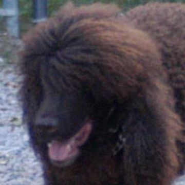 Spaniel (Irish Water)