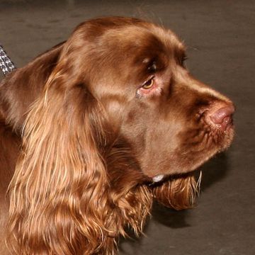 Spaniel (Sussex)