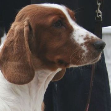 Spaniel (Welsh Springer)