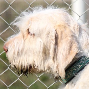 Spinone Italiano