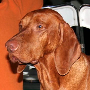 Vizsla