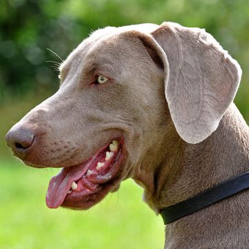 Weimaraner