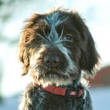 Wirehaired Pointing Griffon