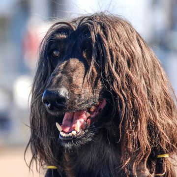 Afghan Hound