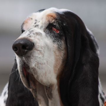 Basset Hound