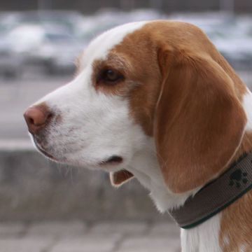 Beagle