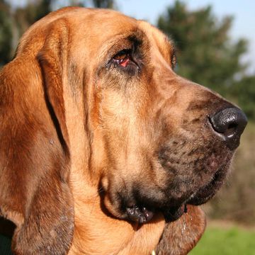 Bloodhound