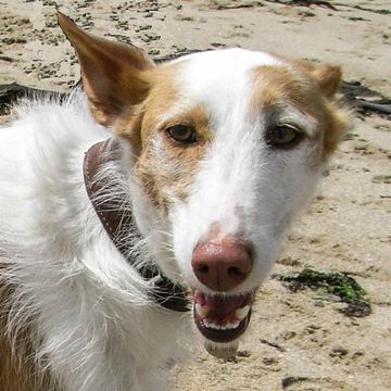 Ibizan Hound