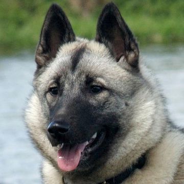 Norwegischer Elchhund