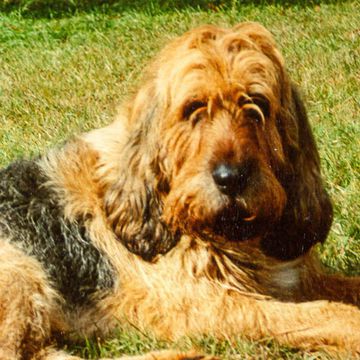 Otterhound