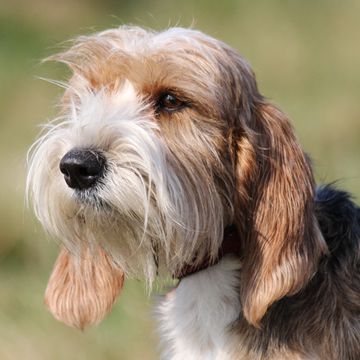 Petit Basset Griffon Vendéen