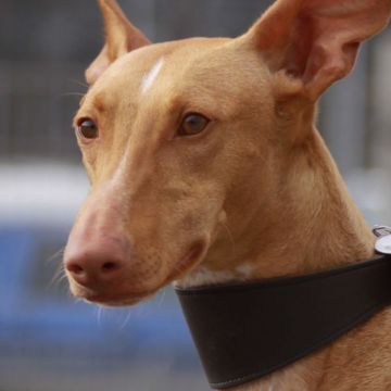 Pharaoh Hound