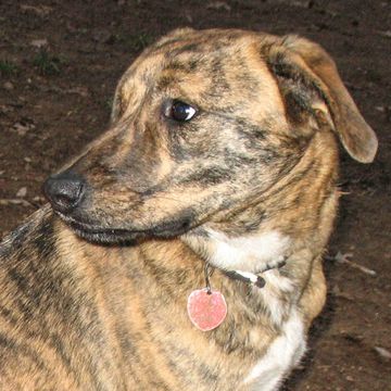 Plott Hound