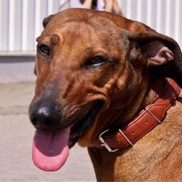 Rhodesian Ridgeback