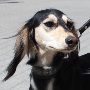 Saluki