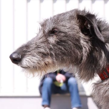 Deerhound