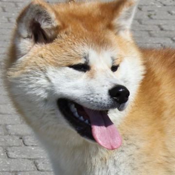 Akita Inu