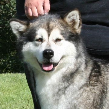 Alaskan Malamute