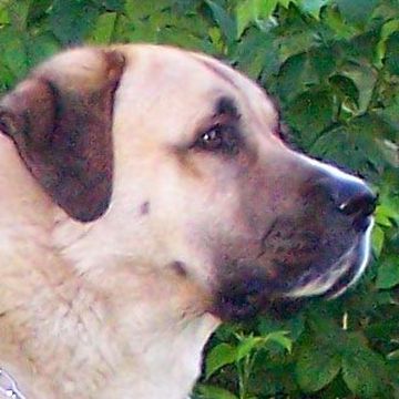 Anatolian Shepherd