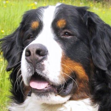 Bernese Mountain Dog