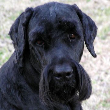 Black Russian Terrier