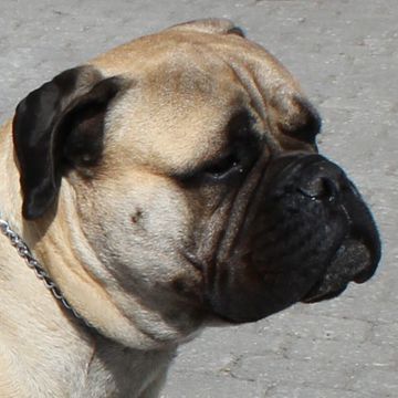 Bullmastiff