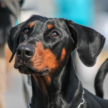 Doberman Pinscher