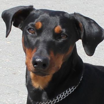 German Pinscher