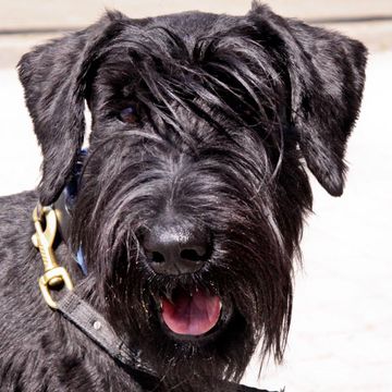 Giant Schnauzer