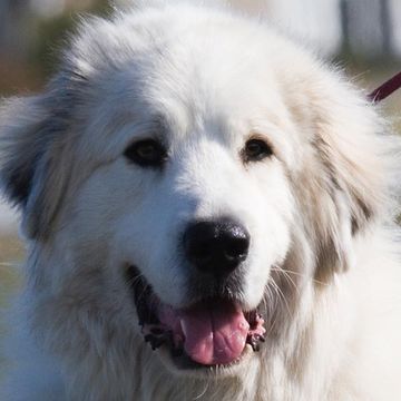 Great Pyrenees