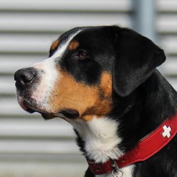 Greater Swiss Mountain Dog