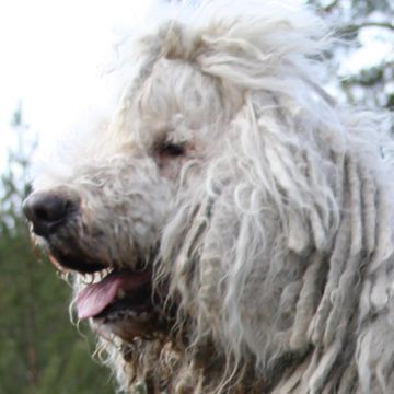 Komondor