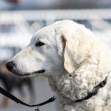 Kuvasz