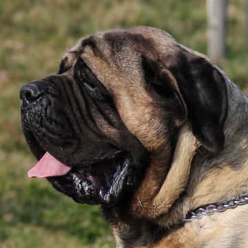 Mastiff