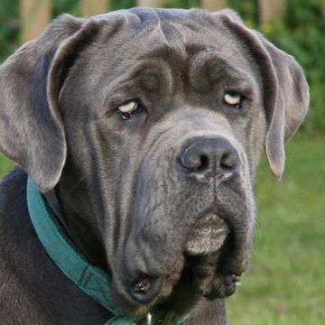 Neapolitan Mastiff