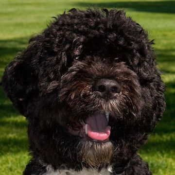 Portuguese Water Dog