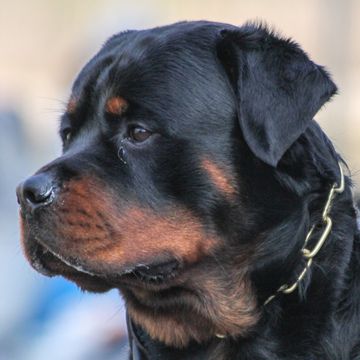 Rottweiler