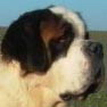 Saint Bernard