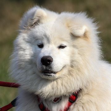 Samoyed