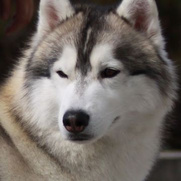 Siberian Husky