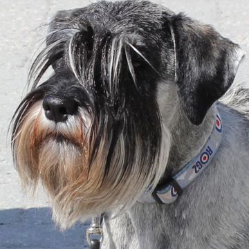 Standard Schnauzer