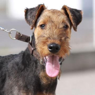 Airedale Terrier