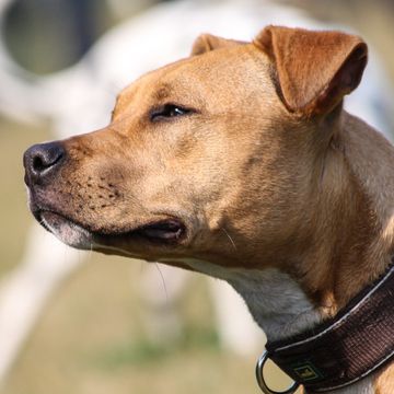 American Staffordshire Terrier