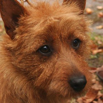 Australian Terrier