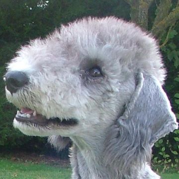 Bedlington Terrier