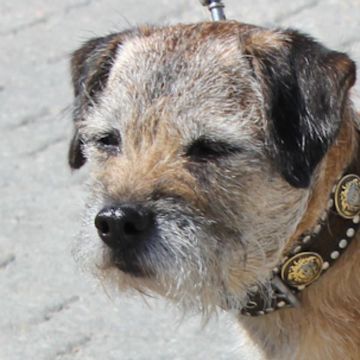 Border Terrier